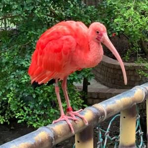 Meet your Posher, Iris